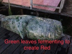 Fermenting to make red